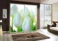 TULIPANY.jpg